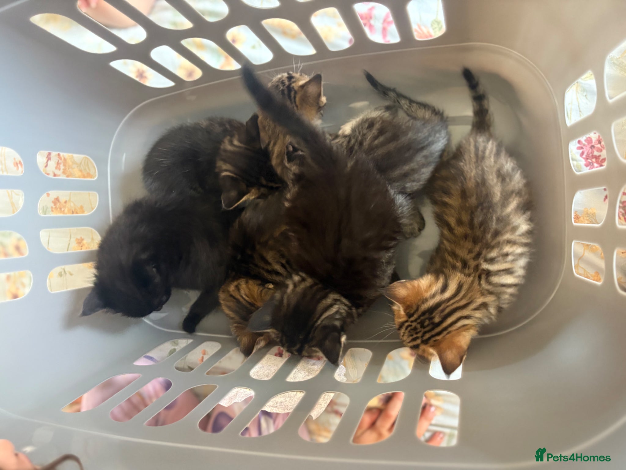 Mixed Breed cats for sale: Kittens!! in Boston - Advert 8