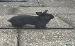 Mini Lop rabbits for sale: 6 weeks old netherland dwarf / mini lop mix - Image 1