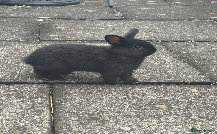 Mini Lop rabbits - Advert 1