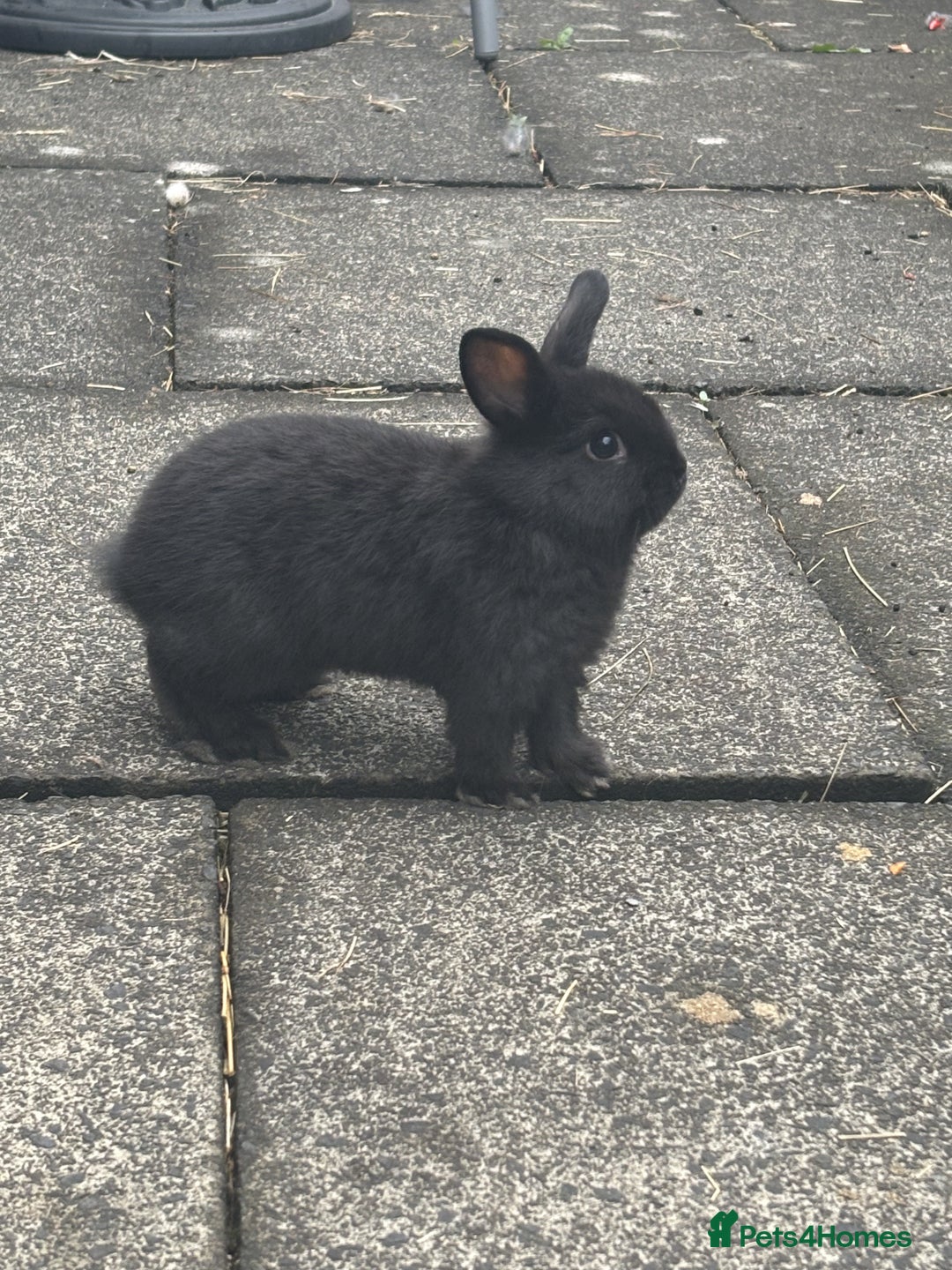Mini Lop rabbits for sale: 6 weeks old netherland dwarf / mini lop mix - Image 1