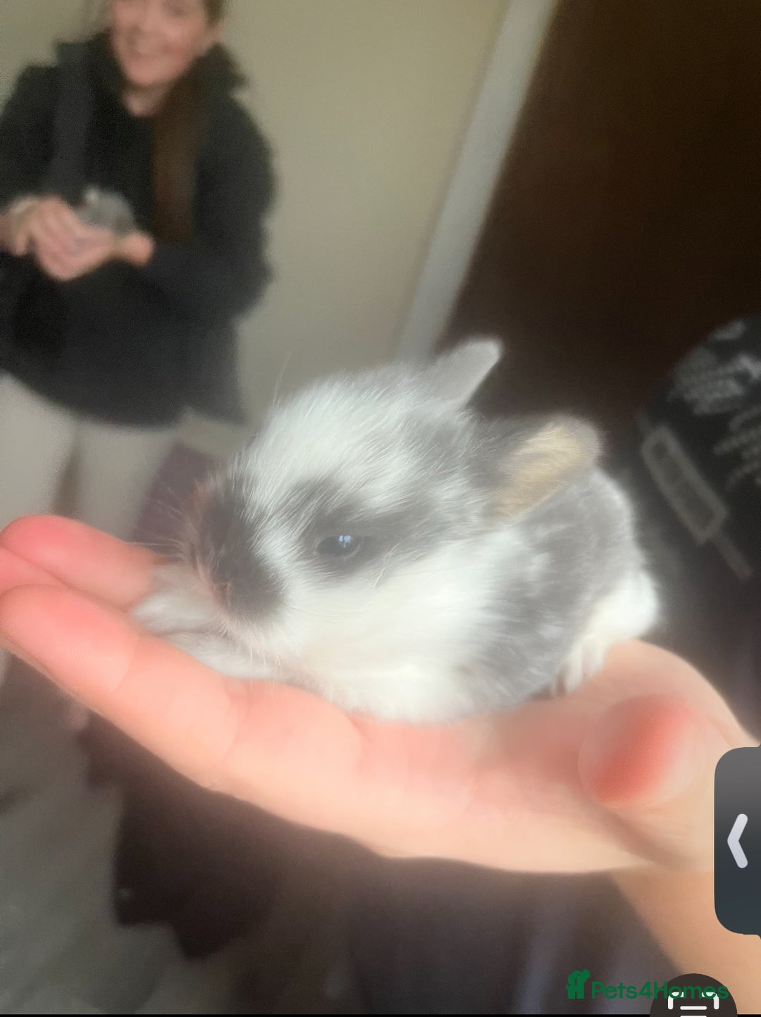 Mini Lion Lop rabbits for sale: mini lion lops - Image 2