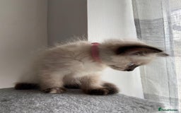 Mixed Breed cats for sale: 5 Half-Ragdoll kittens ❤️ - Image 3