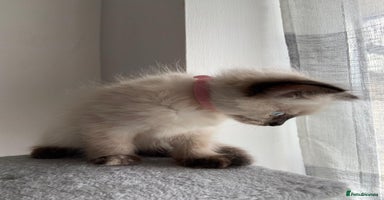 Mixed Breed cats - Advert 2