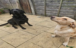 Labrador Retriever dogs for sale: Fantastic working bloodline kc labradors! - Image 14