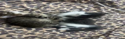 Mixed Breed cats for sale: Tabby colour kitten  - Advert 3