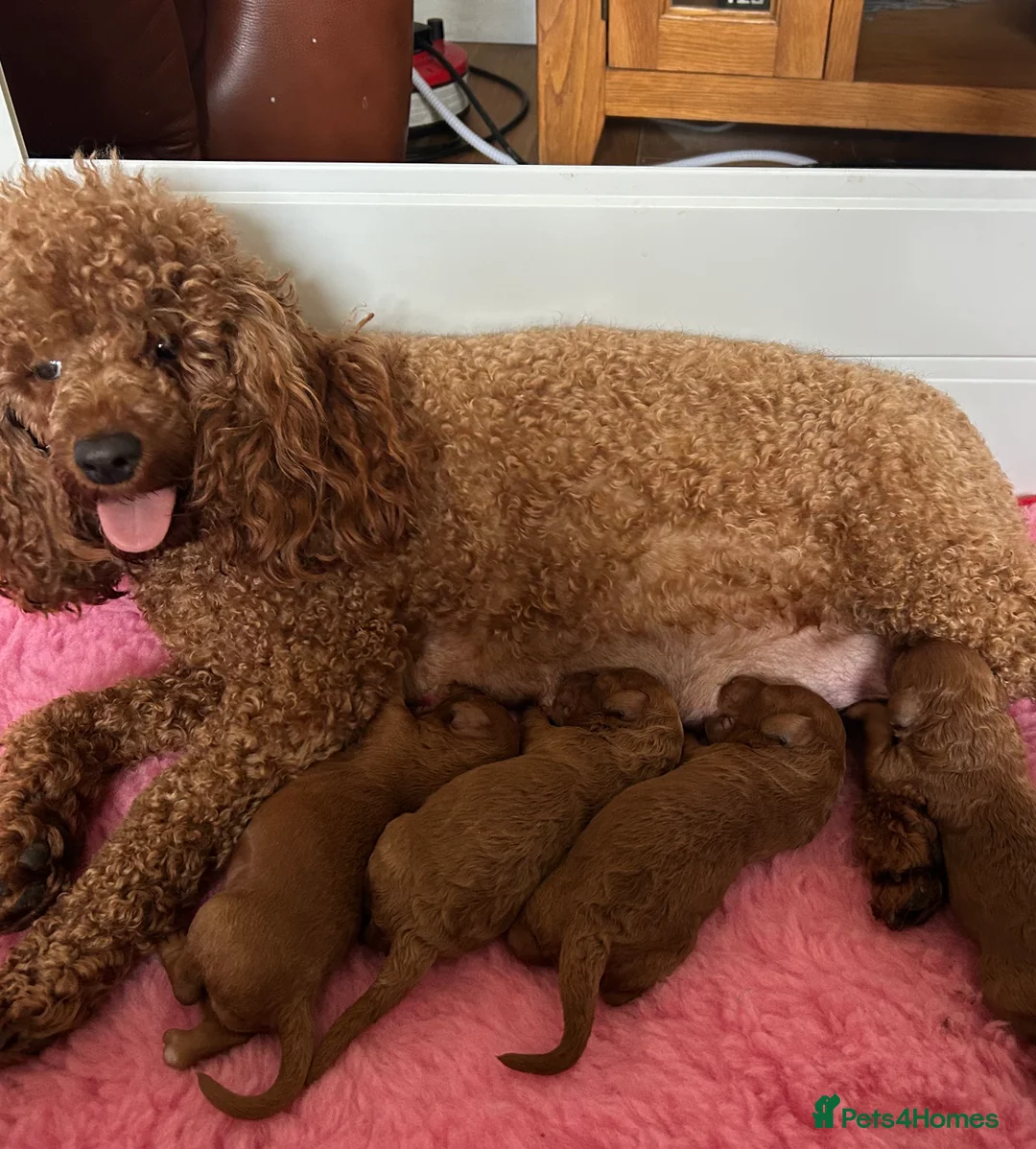 Miniature Poodle dogs for sale: Beautiful KC Female Miniature Poodles Pups - Advert 1