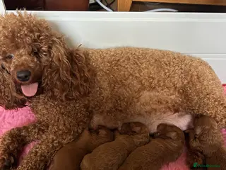 Miniature Poodle dogs Beautiful KC Female Miniature Poodles Pups - Advert 3