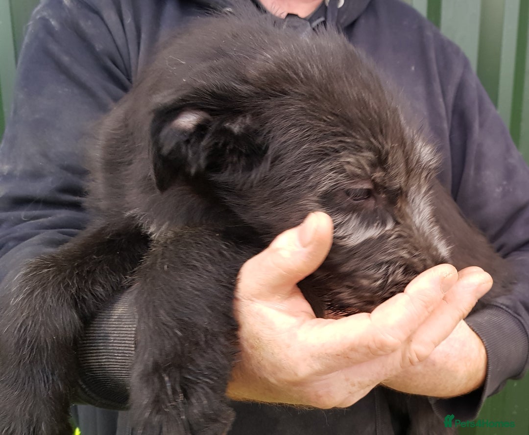 Irish Wolfhound dogs for sale: Irish Wolfhound Pups - Advert 6