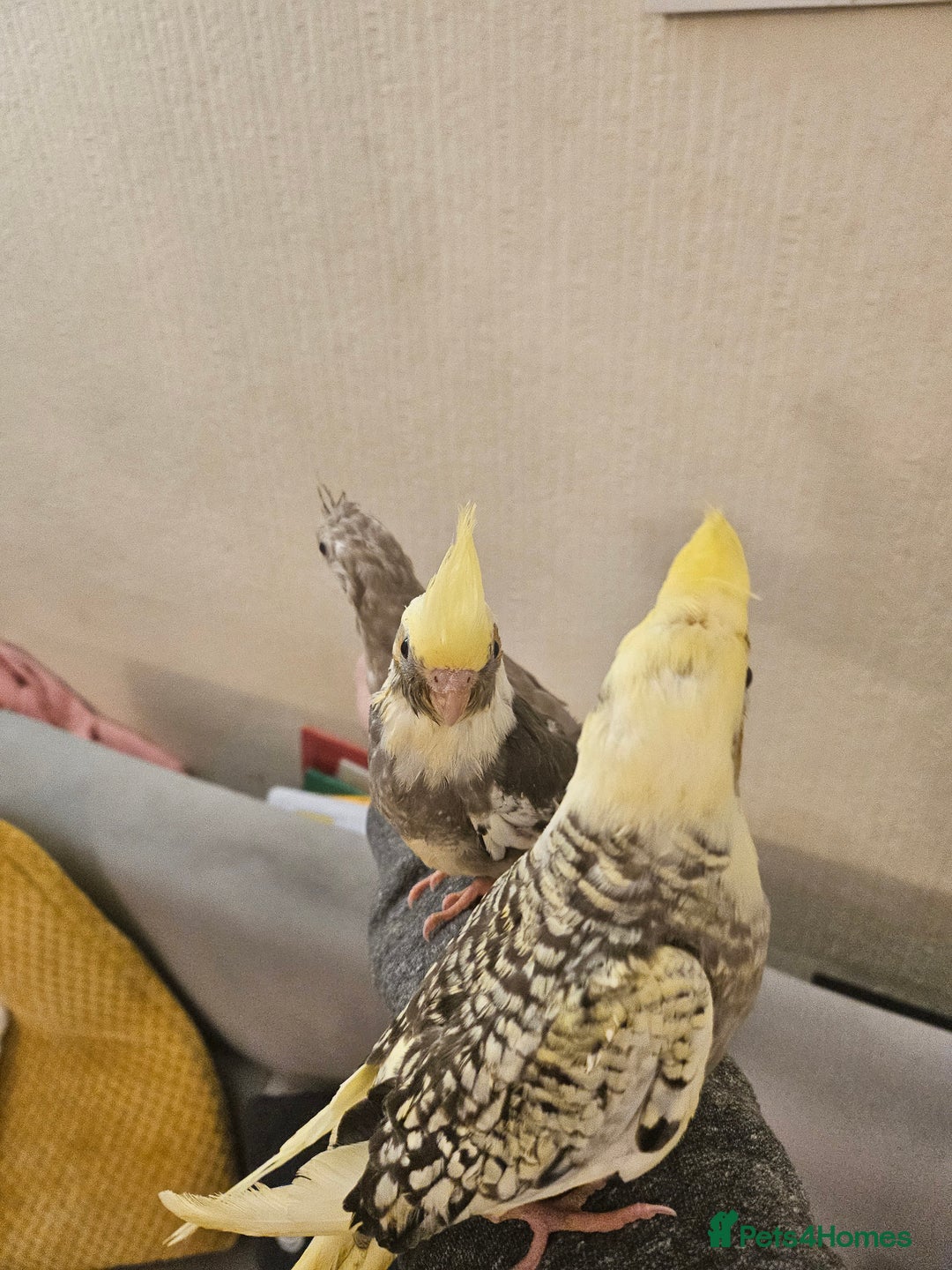 Cockatiels birds for sale: Tame cockatiel chicks  - Image 2