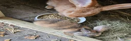 Continental Giant rabbits for sale: Continental baby boy harlequin gorgeous  - Advert 2
