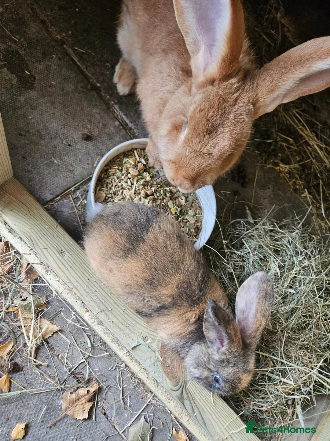 Continental Giant rabbits for sale: Continental baby boy harlequin gorgeous  - Advert 2