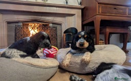 Cocker Spaniel dogs for sale: Stunning KC Show Cocker Spaniels - Image 11