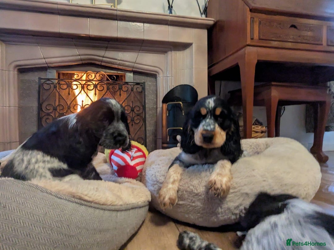 Cocker Spaniel dogs for sale: Stunning KC Show Cocker Spaniels - Image 11