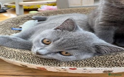 British Shorthair cats for sale: Beautiful Pedigree Shorthair only 3 remaining! - Image 8