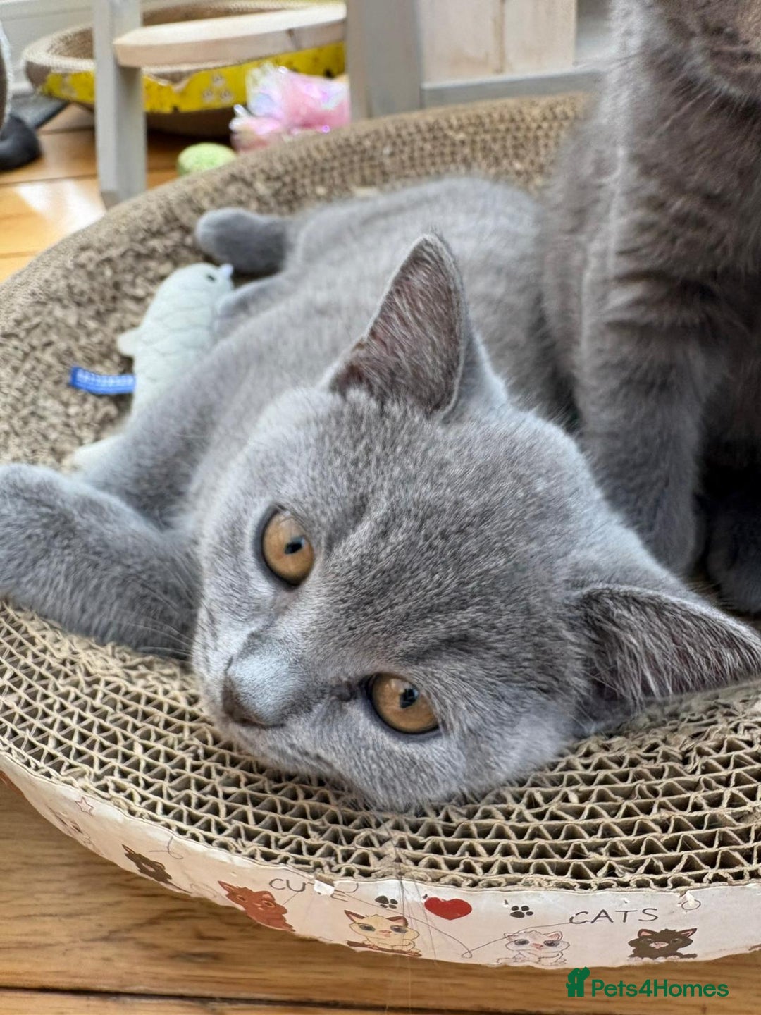 British Shorthair cats for sale: Beautiful Pedigree Shorthair only 3 remaining! - Image 8
