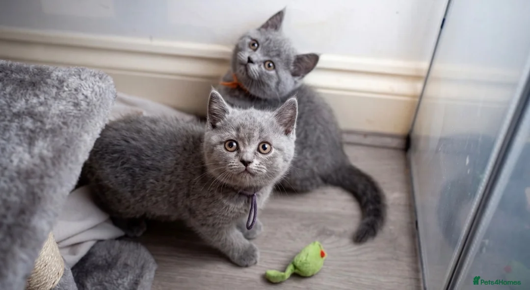 British Shorthair cats for sale: Adorable Blue British Shorthair Kittens  - Advert 11