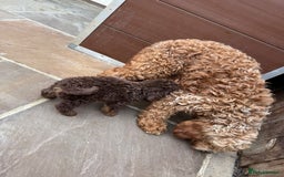 Cavapoo dogs for sale: 2 boys left looking for there forever homes - Image 18