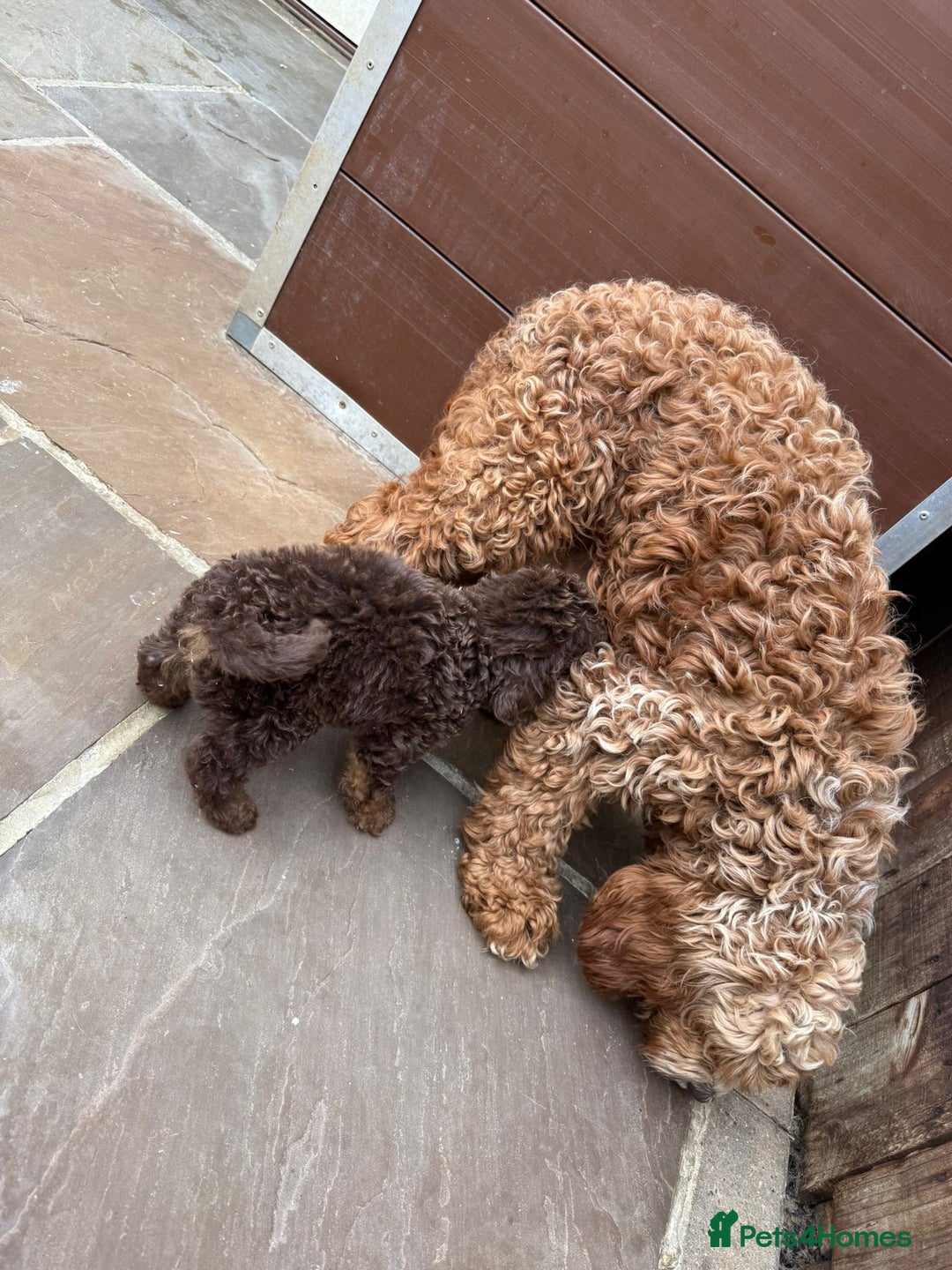 Cavapoo dogs for sale: 2 boys left looking for there forever homes - Image 18