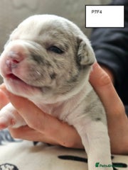 American Bully Puppy 7