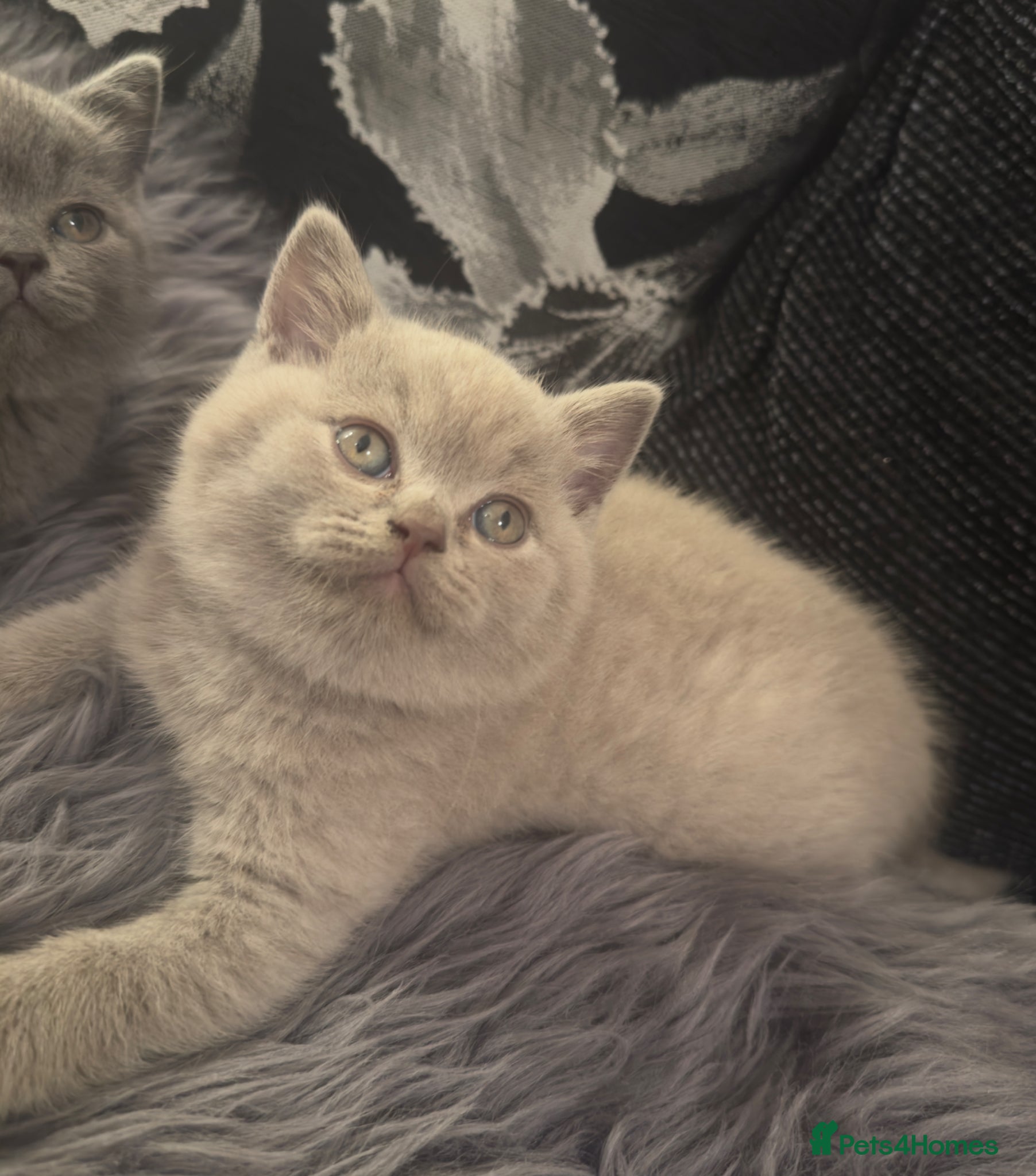 British Shorthair cats     Cute Blue & Cream BSH Kittens  - Advert 18