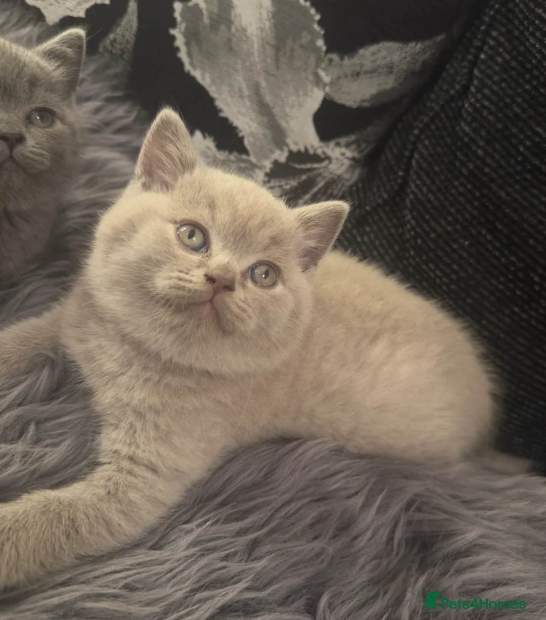 British Shorthair cats for sale:     Cute Blue & Cream BSH Kittens  - Advert 2