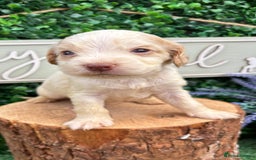 Cocker Spaniel dogs for sale: 🌟 cocker spaniel puppies 🌟 - Image 4