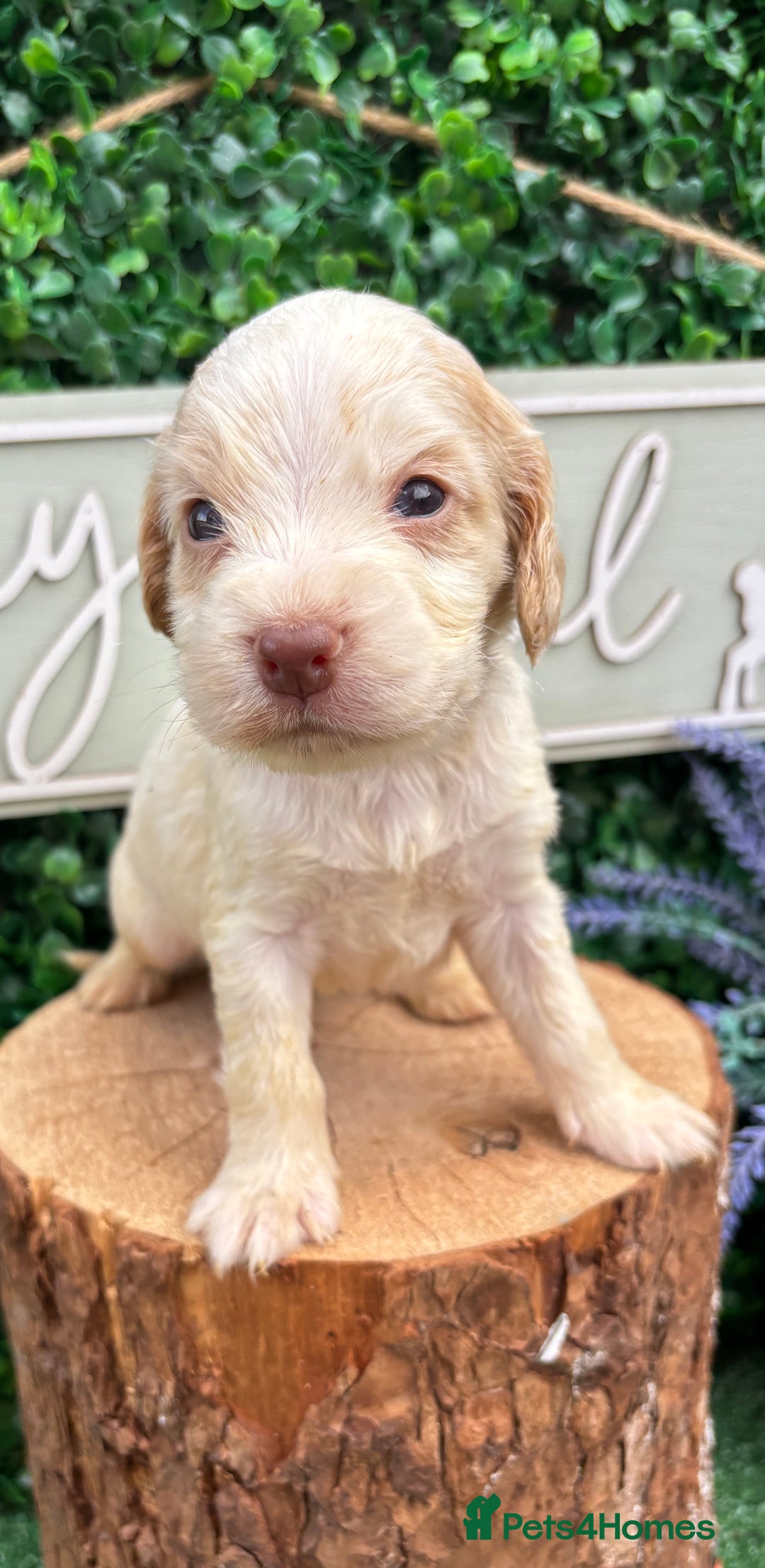Cocker Spaniel dogs for sale: 🌟 cocker spaniel puppies 🌟 - Image 4