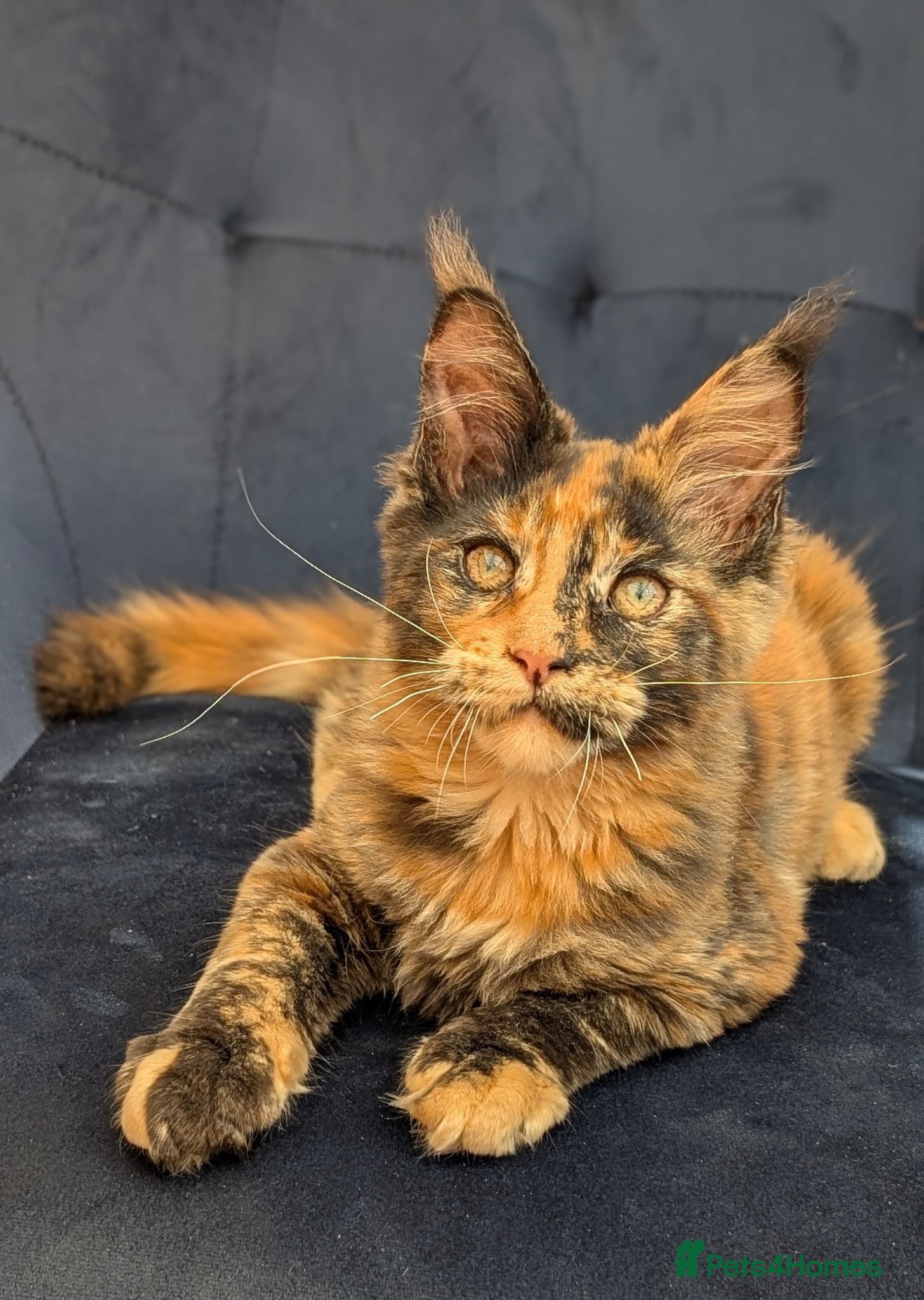 Maine Coon cats Tica registered Maine coon affectionate girl  - Advert 1