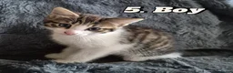 Mixed Breed cats for sale: Kittens ready to leave now in Weymouth - Advert 10