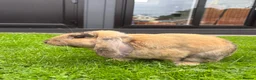English Lop rabbits for sale: For Sale in Ilkeston - Advert 3