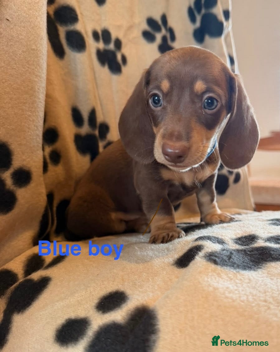 Miniature Dachshund dogs Beautiful Miniature Dachsund Puppies - Advert 2