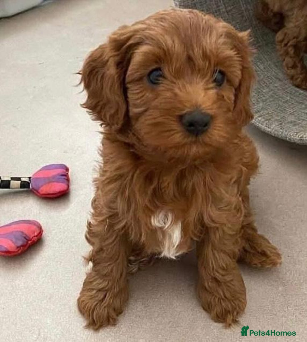 Cavapoo dogs for sale: Cavapoo puppies - Advert 5