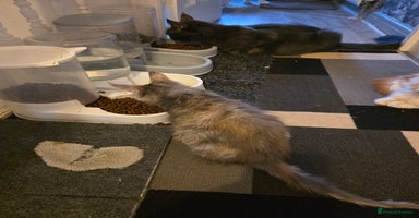 Maine Coon cats in Blackpool - Advert 5