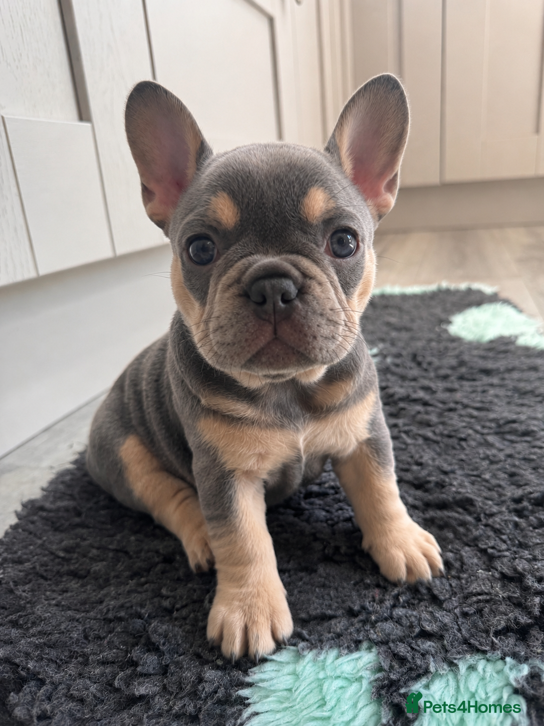 French Bulldog dogs Outstanding French Bulldog Puppies ! 🐶  - Advert 2
