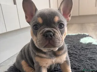 French Bulldog dogs Outstanding French Bulldog Puppies ! 🐶 - Advert 2