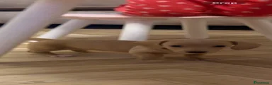 Dachshund 4