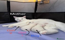 Mixed Breed cats for sale: 3 beautiful kittens available  - Advert 8