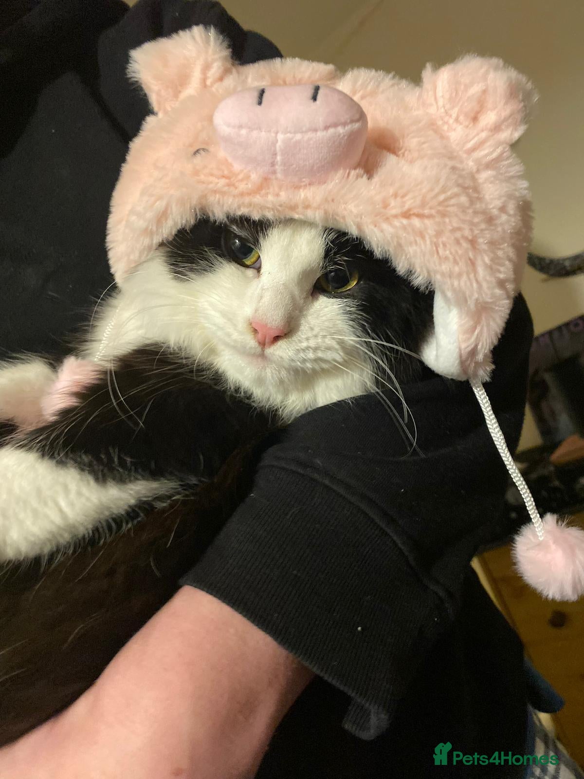 Norwegian Forest Cat cats Moo  £150 ONO - Advert 3