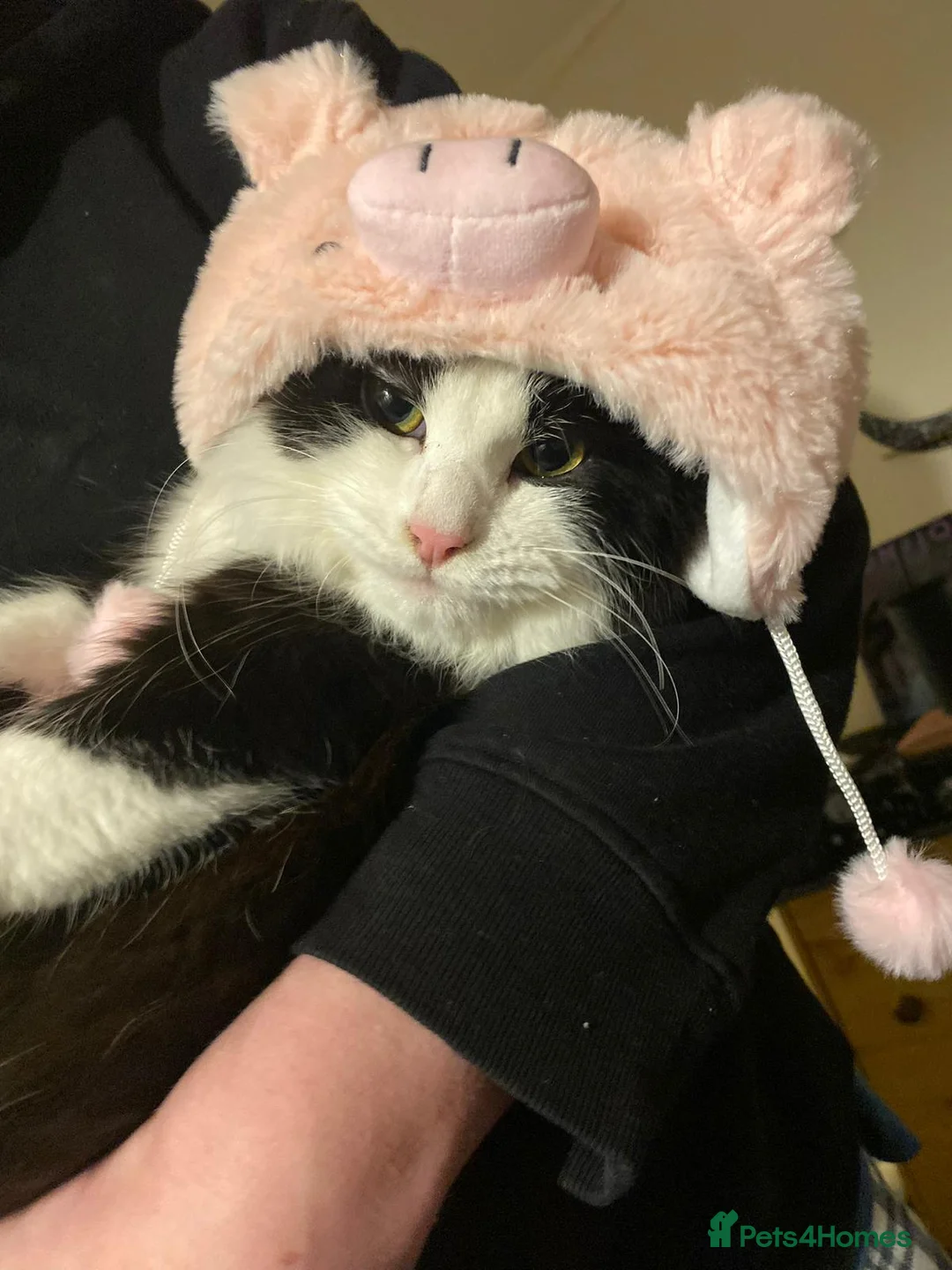 Norwegian Forest Cat cats for sale: Moo  £150 ONO - Advert 1