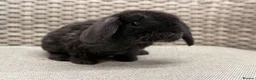 Mini Lop rabbits for sale: Last 2 plush lops available to reserve - Advert 11