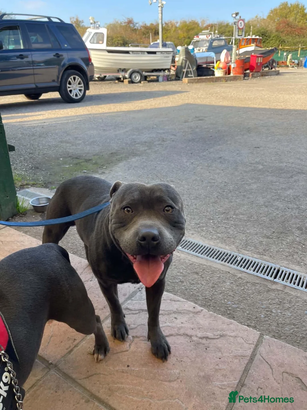Staffordshire Bull Terrier dogs for sale: Beautiful Female Blue Staffordshire Bull Terrier  in Havant - Advert 2