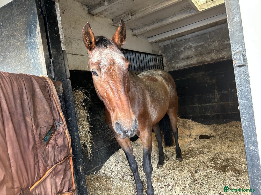 Appaloosa horses for sale: Albi  - Advert 2