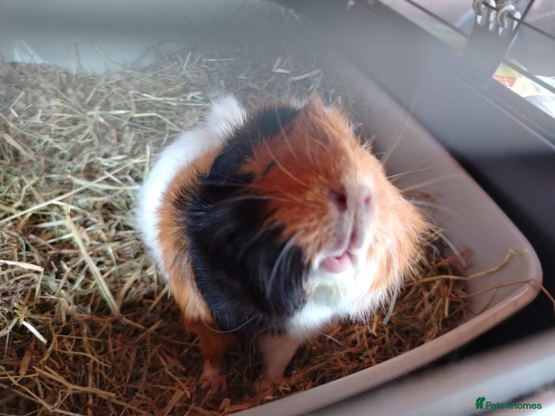 Guinea Pig rodents for sale: Herd of Guinea Pigs - Image 4