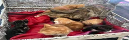 Mixed Breed cats for sale: Kittens looking for forever homes in Wallingford - Advert 5