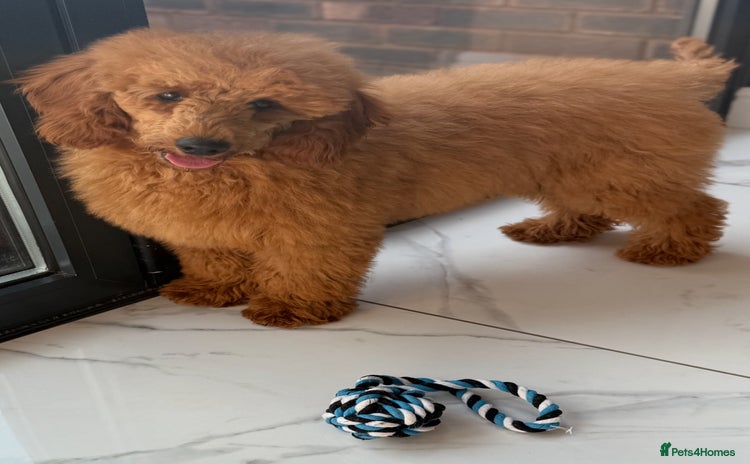 Miniature Poodle dogs in Stafford - Advert 4