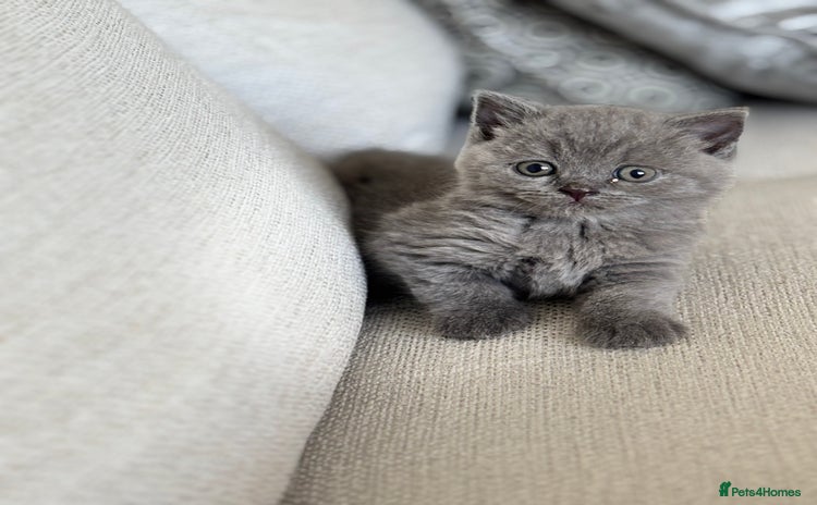 British Shorthair cats - Advert 7
