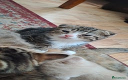 Scottish Fold cats for sale: Scottish fold/straight kittens and their mum - Image 9