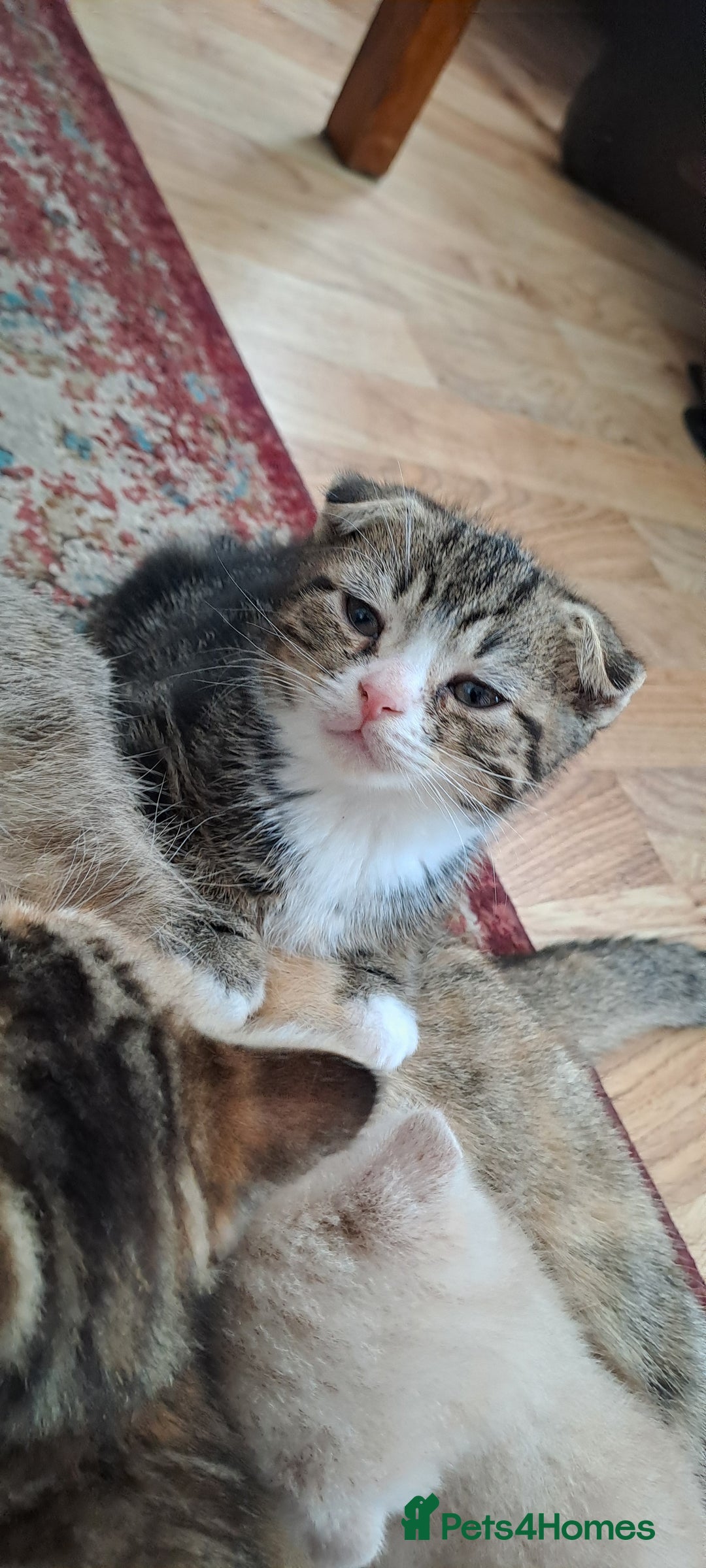 Scottish Fold cats for sale: Scottish fold/straight kittens and their mum - Image 9