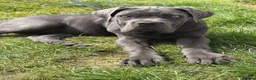Cane Corso dogs for sale: Beautiful blue cane corso female - Advert 7