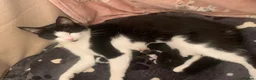 Mixed Breed cats for sale: Male kittens  - Advert 2